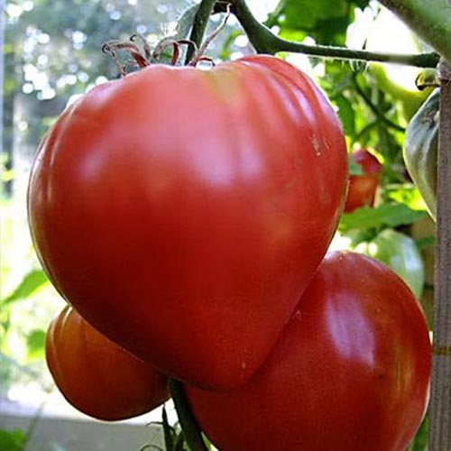 Волове серце помідори